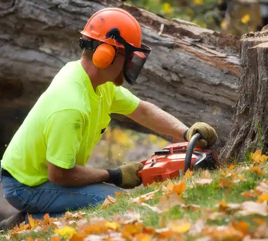 tree services Belle